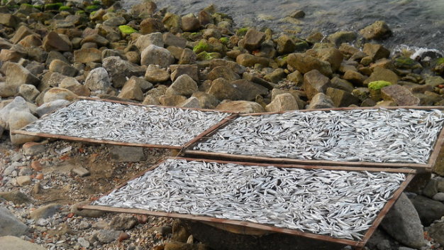 Cá cơm mới đánh bắt lên còn sống loại bỏ hết mang và ruột sau đó xếp lên vỉ tre hoặc lưới mành để phơi